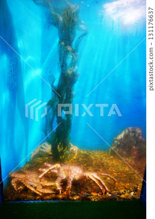 Crab and Rishiri kelp Crab and Rishiri kelp 131176637