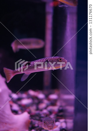 庫薩福格 庫薩福格 131176670