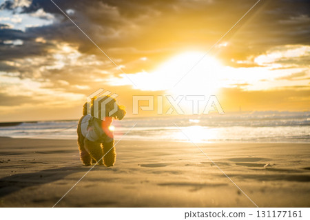 Toy poodle running on the beach Toy poodle running on the beach 131177161