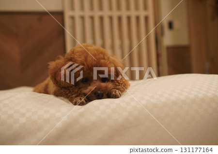 可以和狗一起住的酒店 可以和狗一起住的酒店 131177164