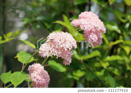 Pink Annabelle flowers cute Pink Annabelle flowers cute 131177410