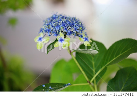 大島良花的可愛繡球花 131177411