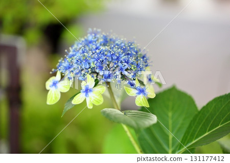 大島良花的可愛繡球花 131177412