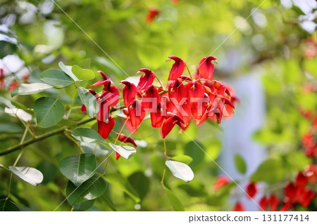 Vivid American deigo flowers 131177414