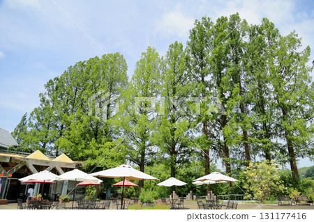 Refreshing metasequoia tree-lined street 131177416