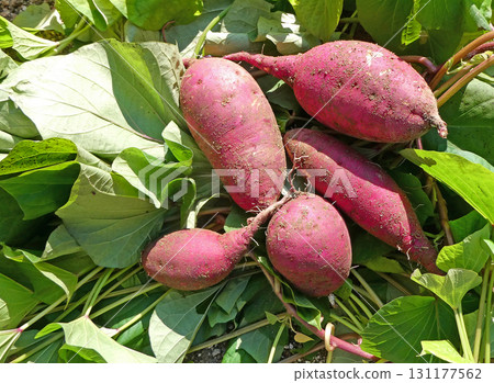 Enjoying the bountiful autumn! Photos of harvesting sweet potatoes in a home garden Enjoying the bountiful autumn! Photos of harvesting sweet potatoes in a home garden 131177562