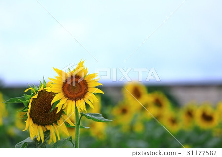 Sunflower looking at the sun Sunflower looking at the sun 131177582