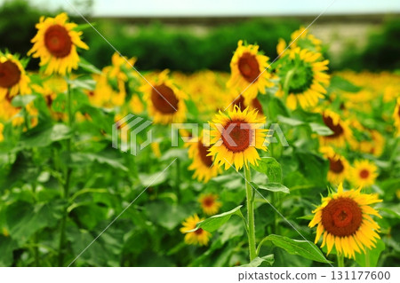 Sunflower looking at the sun Sunflower looking at the sun 131177600