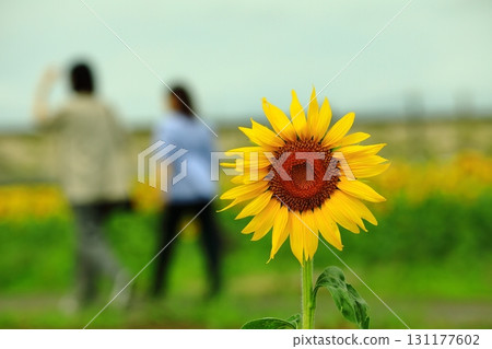 Sunflower looking at the sun 131177602