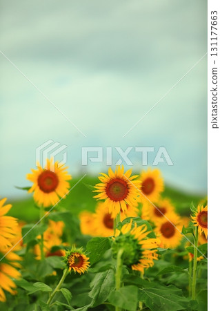 向日葵看著太陽 向日葵看著太陽 131177663
