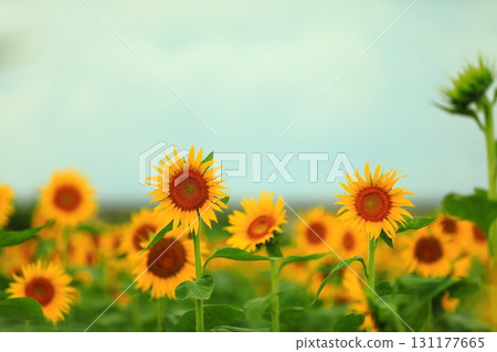 Sunflower looking at the sun 131177665