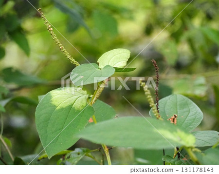 最後種子播種天 131178143