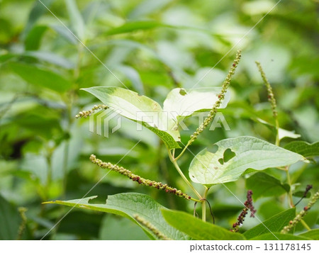 最後種子播種天 131178145