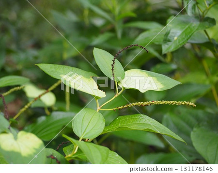 最後種子播種天 131178146