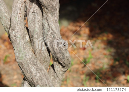 陽光下閃耀的紫藤樹幹 陽光下閃耀的紫藤樹幹 131178274