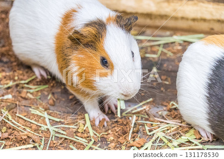 Cute guinea pig eating grass 131178530