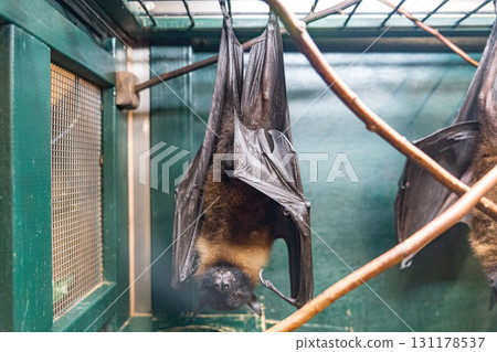 蝙蝠被掛在籠子裡 131178537