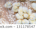 毛茸茸的黃色小雞 131178547
