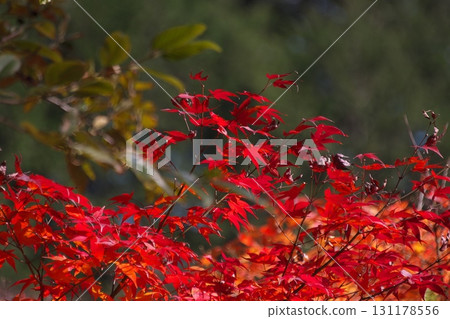 鮮紅的秋葉 131178556