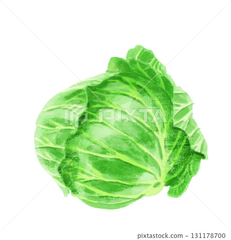 水彩畫的捲心菜 水彩畫的捲心菜 131178700