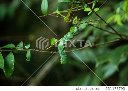 The larva of the largest hawkmoth in Japan, the Japanese sparrow moth 131178793