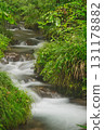 Beech forest, Oku-Daisen, Kitanizawa Stream, natural water filming location. 131178882