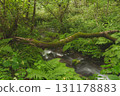 Beech forest, Oku-Daisen, Kitanizawa Stream, natural water filming location. 131178883