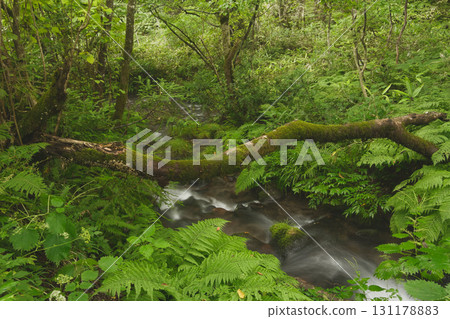 山毛櫸森林、奧大山、北谷澤溪流等天然水景拍攝地。 山毛櫸森林、奧大山、北谷澤溪流等天然水景拍攝地。 131178883