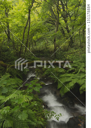 山毛櫸森林、奧大山、北谷澤溪流等天然水景拍攝地。 131178884