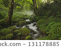 Beech forest, Oku-Daisen, Kitanizawa Stream, natural water filming location. 131178885