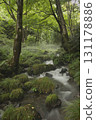 Beech forest, Oku-Daisen, Kitanizawa Stream, natural water filming location. 131178886