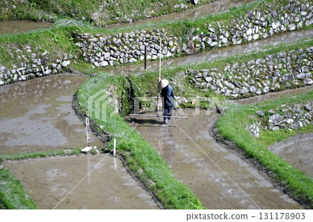 種植水稻的人 131178903