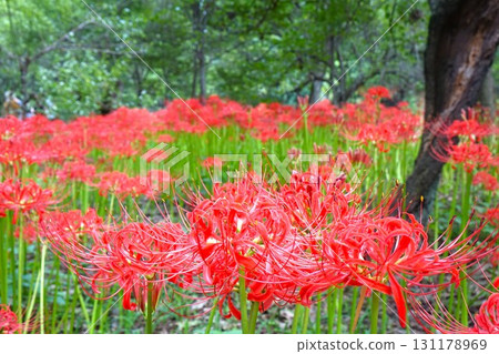 red spider lily 131178969