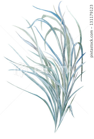 bush of grass painted with watercolor - an element for creating textile and postcard designs 131179123