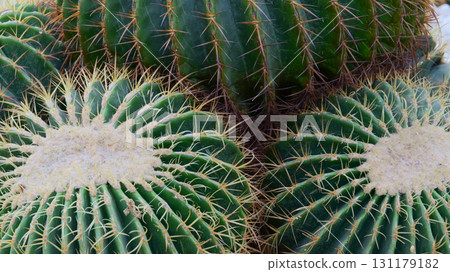 sphere cactus in the greenhouse garden sphere cactus in the greenhouse garden 131179182