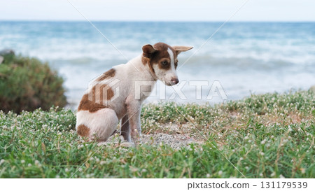 Puppy rests on sandy beach looking at ocean waves surrounded by grass during quiet sunset Puppy rests on sandy beach looking at ocean waves surrounded by grass during quiet sunset 131179539