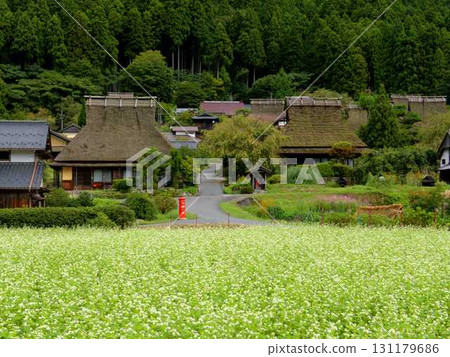 京都府美山町茅葺村前的田野裡盛開著白色的蕎麥花 京都府美山町茅葺村前的田野裡盛開著白色的蕎麥花 131179686