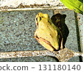 A frog outside the front door 131180140