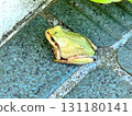 A frog outside the front door 131180141