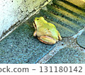 A frog outside the front door 131180142
