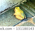 A frog outside the front door 131180143