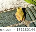 A frog outside the front door 131180144