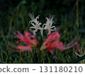 Red and white hegumana 131180210