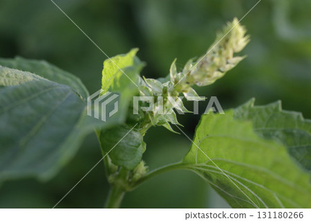 大葉子花 131180266