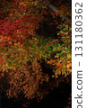 Autumn leaves, maple trees, illumination 131180362