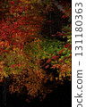 Autumn leaves, maple trees, illumination 131180363
