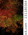 Autumn leaves, maple trees, illumination 131180364