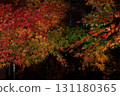 Autumn leaves, maple trees, illumination 131180365