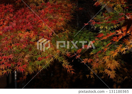 Autumn leaves, maple trees, illumination Autumn leaves, maple trees, illumination 131180365