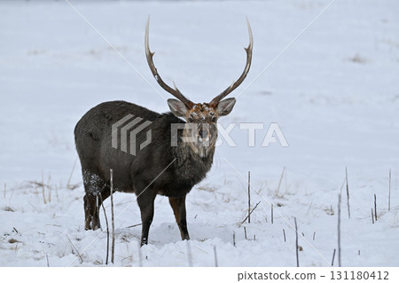 冬季，一隻雄性蝦夷鹿站在知床 131180412